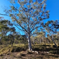 Eucalyptus rossii at Mount Majura - 16 Jun 2024 09:44 AM