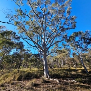 Eucalyptus rossii at Mount Majura - 16 Jun 2024