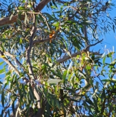 Eucalyptus rossii at Mount Majura - 16 Jun 2024 09:44 AM