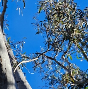 Eucalyptus rossii at Mount Majura - 16 Jun 2024