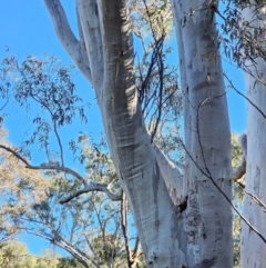 Eucalyptus rossii at Mount Majura - 16 Jun 2024 09:35 AM