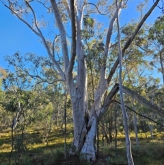 Eucalyptus rossii at Mount Majura - 16 Jun 2024