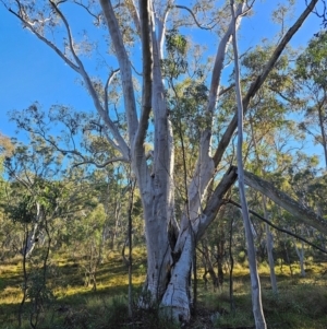 Eucalyptus rossii at Mount Majura - 16 Jun 2024 09:35 AM