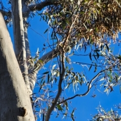 Eucalyptus rossii at Mount Majura - 16 Jun 2024