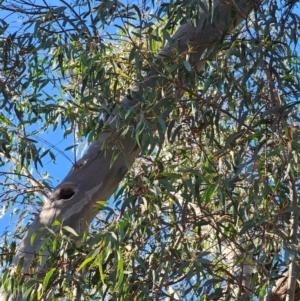 Eucalyptus rossii at Mount Majura - 16 Jun 2024 09:28 AM