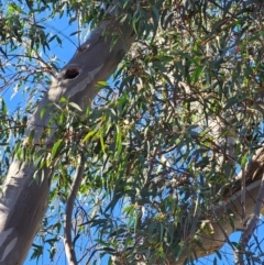 Eucalyptus rossii at Mount Majura - 16 Jun 2024 09:28 AM