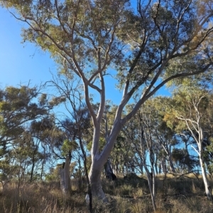 Eucalyptus rossii at Mount Majura - 16 Jun 2024 09:28 AM