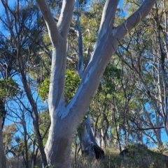 Eucalyptus rossii at Mount Majura - 16 Jun 2024 09:28 AM