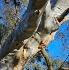 Eucalyptus rossii (Inland Scribbly Gum) at Mount Majura - 16 Jun 2024 by EcolCara37