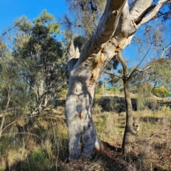 Eucalyptus rossii at Mount Majura - 16 Jun 2024