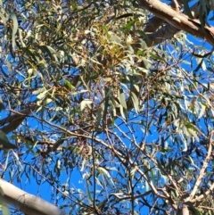 Eucalyptus rossii at Mount Majura - 16 Jun 2024