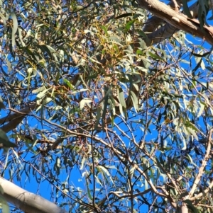 Eucalyptus rossii at Mount Majura - 16 Jun 2024