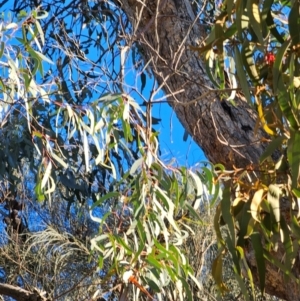 Eucalyptus rossii at Mount Majura - 16 Jun 2024