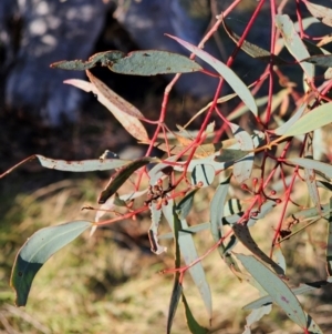 Eucalyptus rossii at Mount Majura - 16 Jun 2024