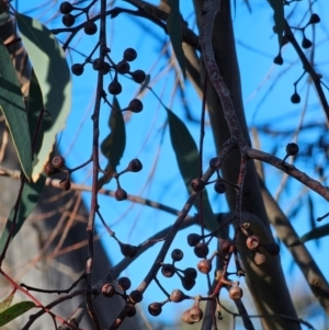 Eucalyptus rossii at Mount Majura - 16 Jun 2024