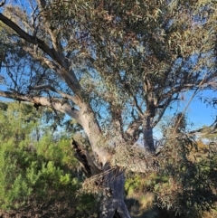 Eucalyptus rossii at Mount Majura - 16 Jun 2024