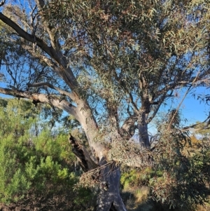 Eucalyptus rossii at Mount Majura - 16 Jun 2024