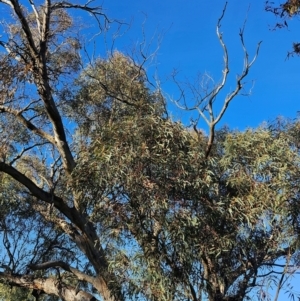 Eucalyptus rossii at Mount Majura - 16 Jun 2024