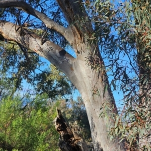 Eucalyptus rossii at Mount Majura - 16 Jun 2024