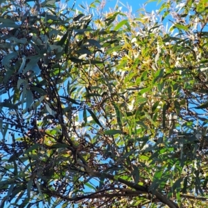 Eucalyptus rossii at Mount Majura - 16 Jun 2024