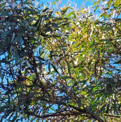 Eucalyptus rossii (Inland Scribbly Gum) at Mount Majura - 16 Jun 2024 by EcolCara37