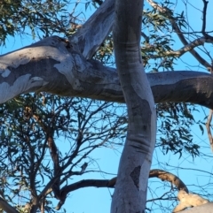 Eucalyptus rossii at Mount Majura - 16 Jun 2024 08:51 AM