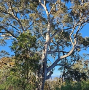 Eucalyptus rossii at Mount Majura - 16 Jun 2024 08:51 AM