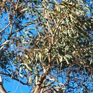 Eucalyptus rossii at Mount Majura - 16 Jun 2024