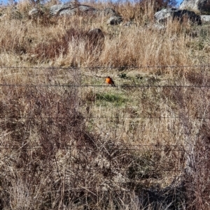 Petroica phoenicea at Kambah, ACT - 16 Jun 2024