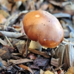 Leratiomyces ceres (Red Woodchip Fungus) at Taralga, NSW - 16 Jun 2024 by trevorpreston