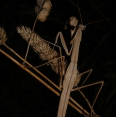 Tenodera australasiae at WendyM's farm at Freshwater Ck. - 6 Feb 2023 by WendyEM