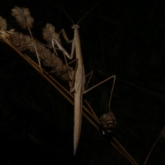 Mantidae (family) adult or nymph at WendyM's farm at Freshwater Ck. - 6 Feb 2023 10:18 PM