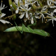 Mantodea (order) at Freshwater Creek, VIC - 6 Feb 2023 by WendyEM