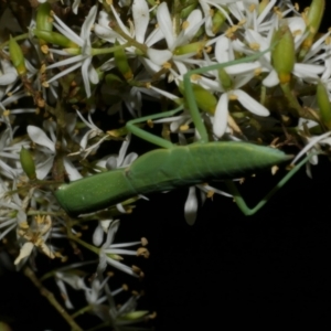 Orthodera ministralis at WendyM's farm at Freshwater Ck. - 6 Feb 2023