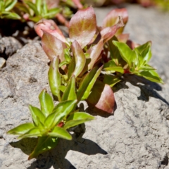 Ludwigia palustris (Marsh Purslane) at Strathnairn, ACT - 17 Nov 2023 by KorinneM