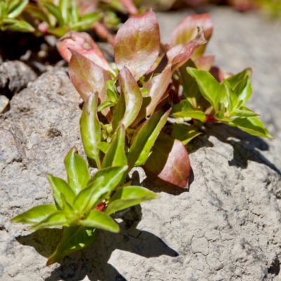 Ludwigia sp. at Strathnairn, ACT - 17 Nov 2023 by KorinneM