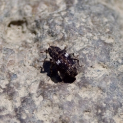 Achopera maculata (Weevil) at Stony Creek - 17 Nov 2023 by KorinneM