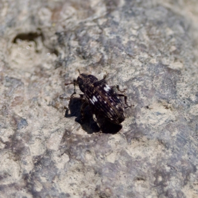 Achopera maculata (Weevil) at Strathnairn, ACT - 17 Nov 2023 by KorinneM