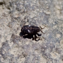 Achopera maculata at Stony Creek - 17 Nov 2023