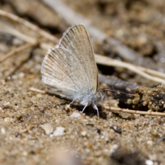 Zizina otis (Common Grass-Blue) at Strathnairn, ACT - 17 Nov 2023 by KorinneM