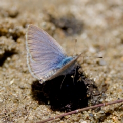 Zizina otis at Stony Creek - 17 Nov 2023 12:37 PM