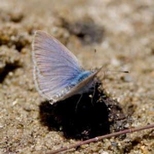 Zizina otis at Stony Creek - 17 Nov 2023 12:37 PM