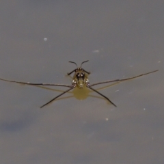 Gerridae (family) (Unidentified water strider) at Strathnairn, ACT - 17 Nov 2023 by KorinneM