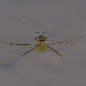 Gerridae (family) at Stony Creek - 17 Nov 2023 12:36 PM