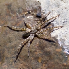 Lycosidae (family) (Wolf spider) at Stony Creek - 17 Nov 2023 by KorinneM