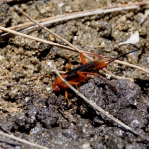 Lissopimpla excelsa at Stony Creek - 17 Nov 2023 12:40 PM