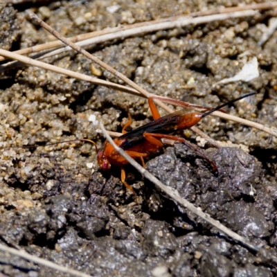 Lissopimpla excelsa (Orchid dupe wasp, Dusky-winged Ichneumonid) at Stony Creek - 17 Nov 2023 by KorinneM