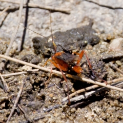 Lissopimpla excelsa at Stony Creek - 17 Nov 2023 12:40 PM