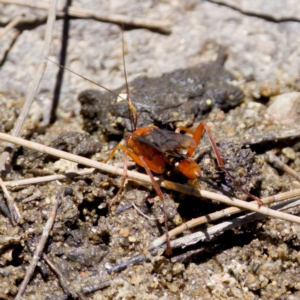 Lissopimpla excelsa at Stony Creek - 17 Nov 2023