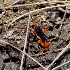 Lissopimpla excelsa at Stony Creek - 17 Nov 2023 12:40 PM